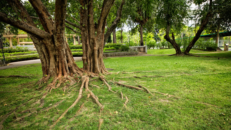 a tree with huge surface roots