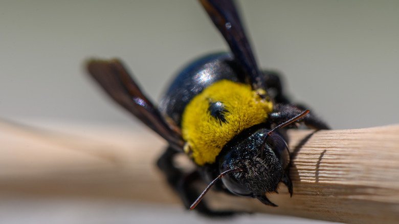 Carpenter bee resting on a wooden branch