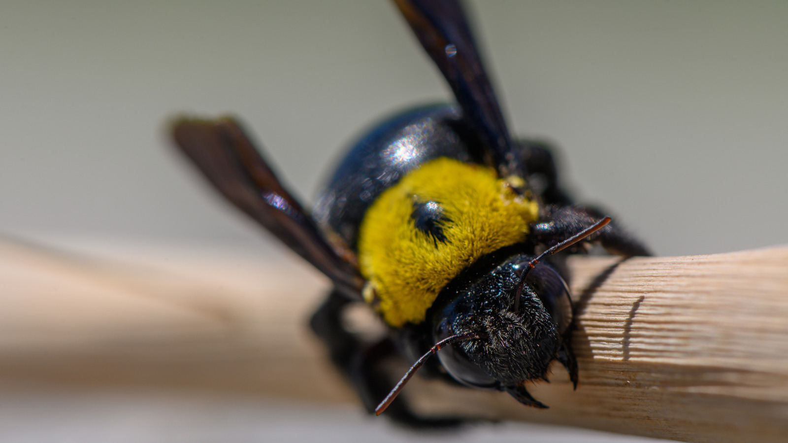 Not Just Insecticide: Deter Carpenter Bees With A One-And-Done Solution