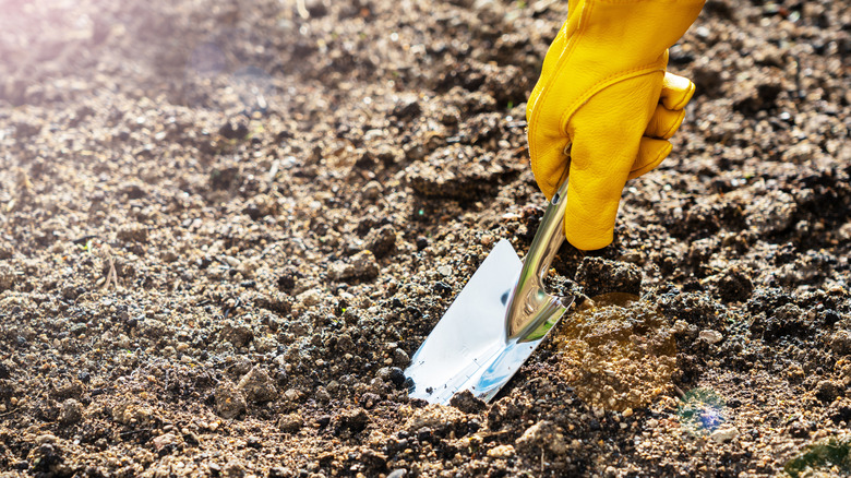 Gloved hand digging in soil with metal trowel