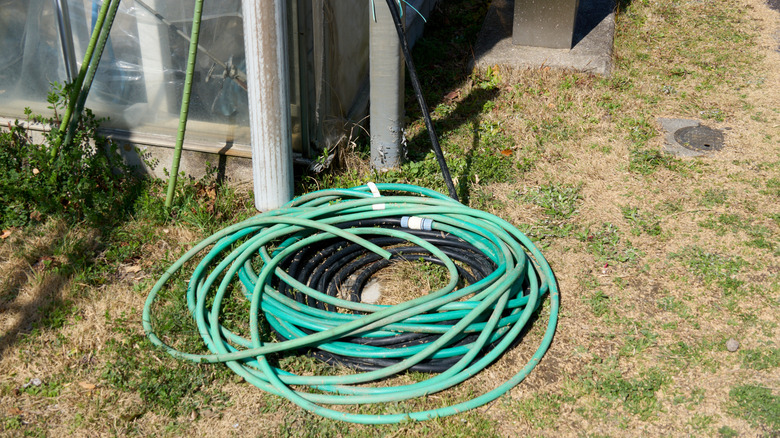 An old green garden hose in grass receiving direct sunlight