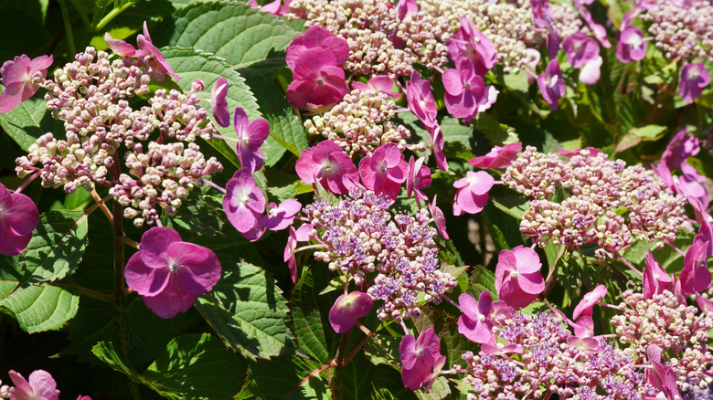 Blooming pink flowers of Tuff Stuff hydrangeas