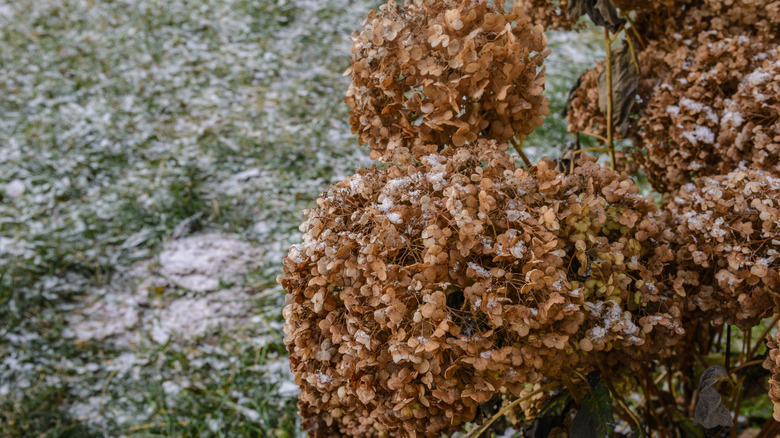 Dried hydrangea flowers have turned brown and they have a bit of snow on them