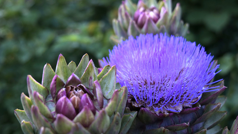 The purple flower of an artichoke in full bloom with two other flower buds getting close to blooming