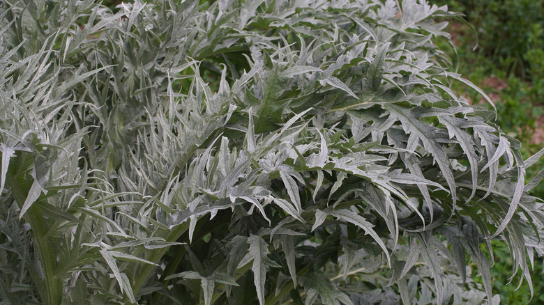 Silver-green artichoke plant leaves