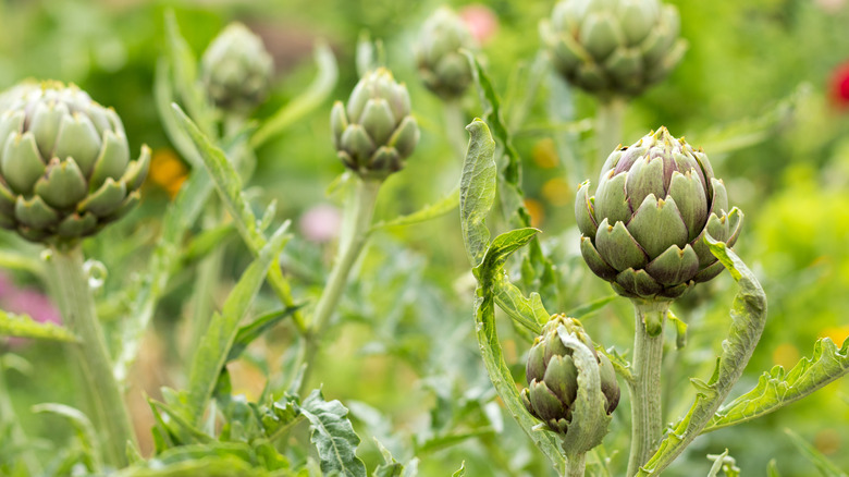 A group of artichokes growing with green foliage