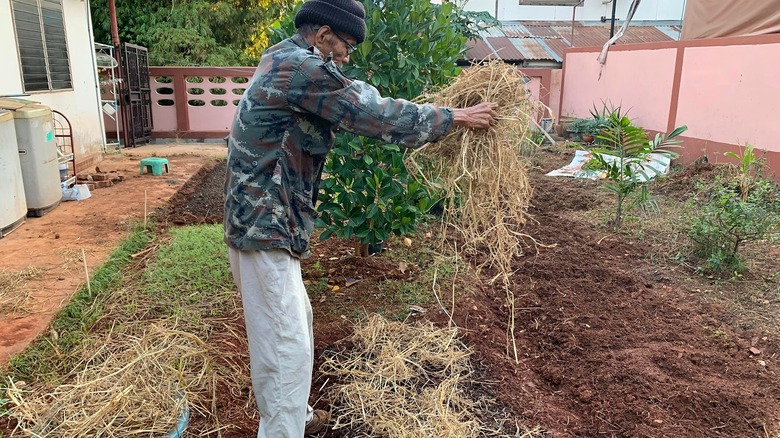 Man spreading straw in a vegetable garden