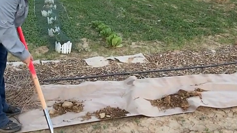 A gardening throwing some dirt on the brown paper that has been laid down as sheet mulching