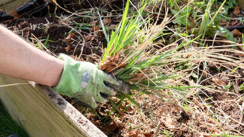 The gloved hand of a gardener pulling weeds from an overgrown raised garden bed