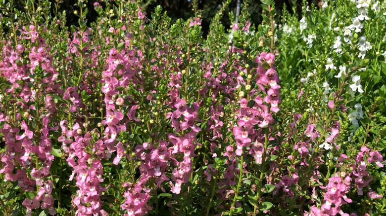 Angelonia angustifolia 'Serenita Pink' in a trial garden in Texas.