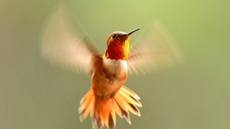 A hummingbird flapping its wings against a green background.