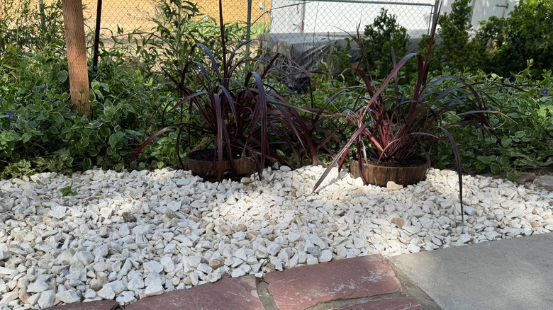 White gravel and a couple of container plants cover a garden bed in a residential backyard.