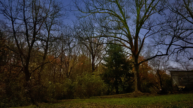 A backyard with lawn and trees and no lights at dusk.