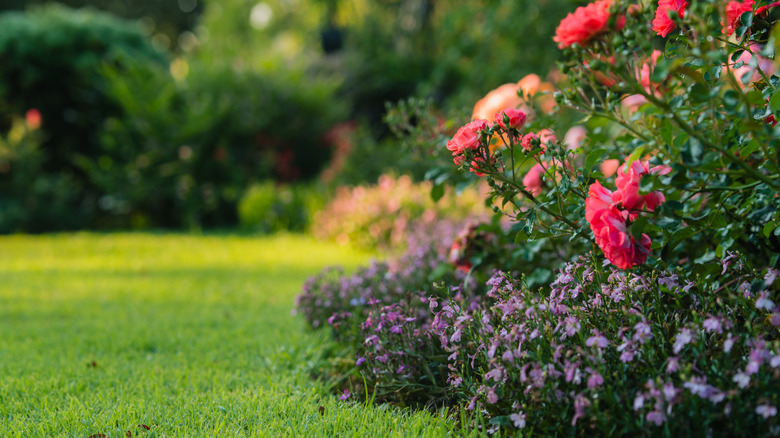 Garden gnomes hiding behind tall flowers