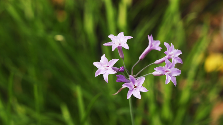 Purple flower of Society Garlic