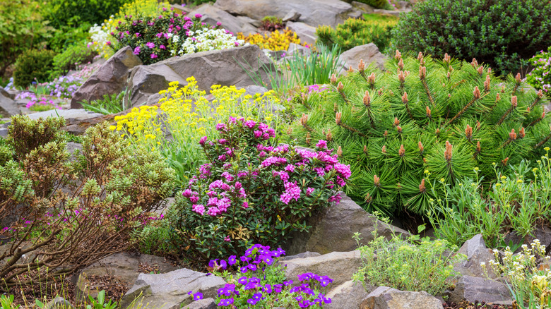 A garden with stones and a variety of different flowers and plants.