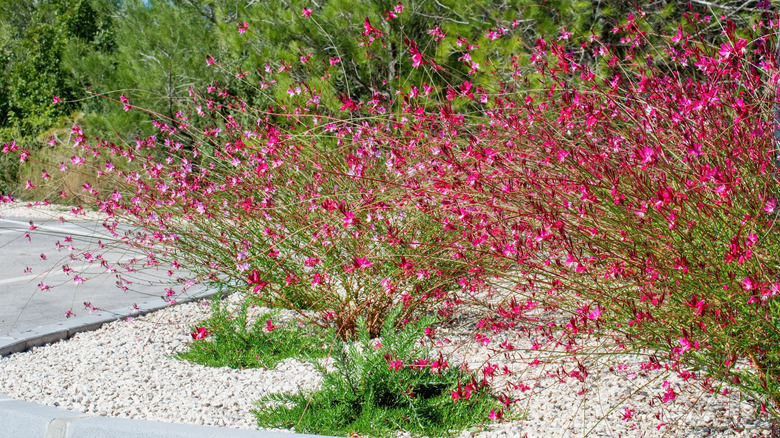 Pink-blossomed gaura plants are arching over their gravel bed near some large slate slabs