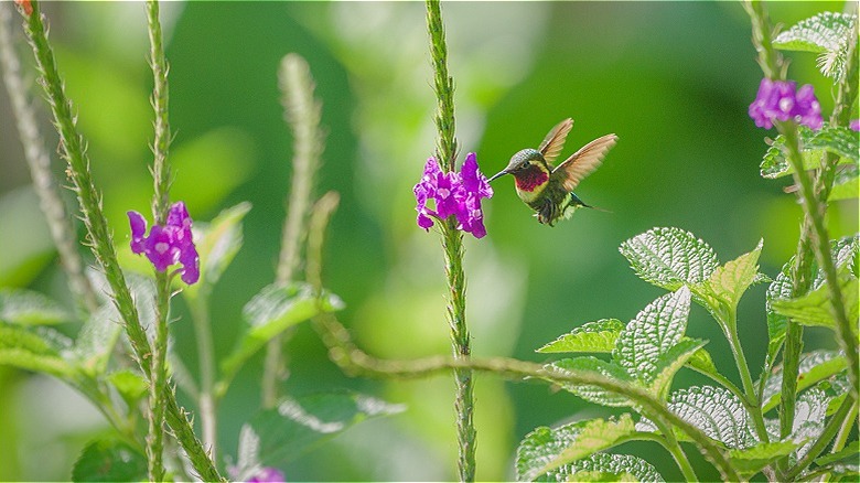 A humminbird visits a small purple porterweed flowers bloom on long green spikes.