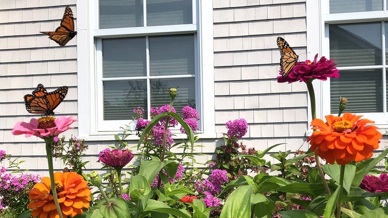 Three monarch butterflies flying and landing in a garden by a house.