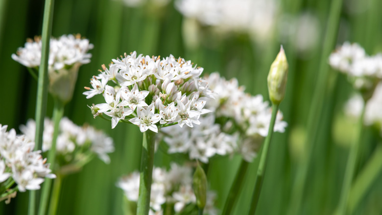 Close up of garlic chives (allium tuberosum) flowers in bloom