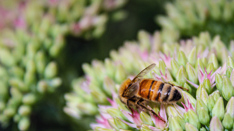 a bee landing on a garlic chive flower