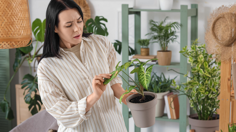 Woman looking at diseased leaf of potted houseplant