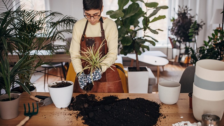 Person collecting oil soil from potting plant on table