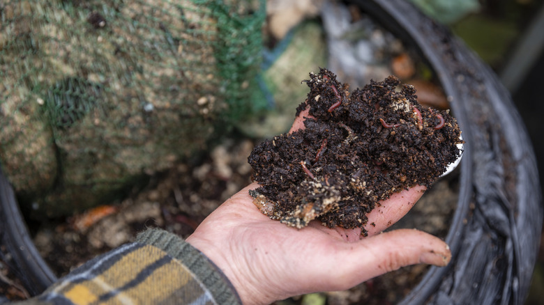 male hand holding fresh compost