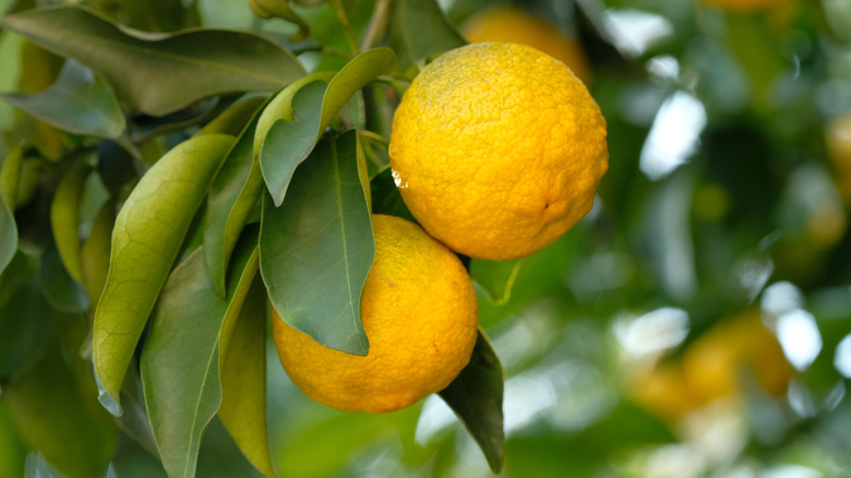 Ripe, yellow yuzu fruit growing on tree outdoors
