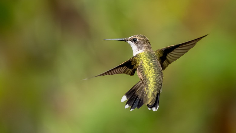 A green hummingbird mid flight with its wings stretched out.