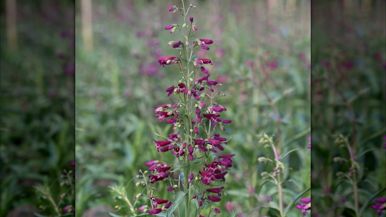 'Twizzle Purple' Penstemon barbatus with a stem that has a ton of pink-purple flowers.