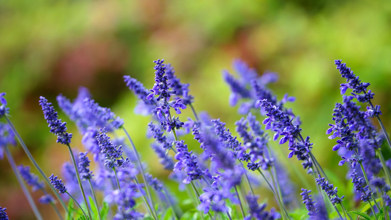 Salvia farinacea in bloom with purple blue flowers