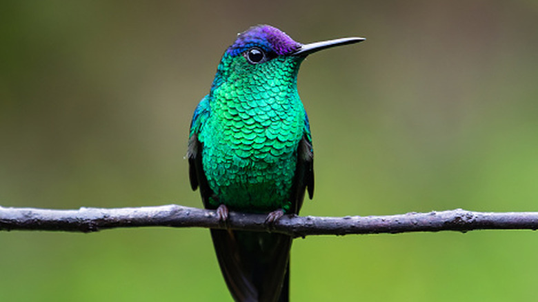 Close up of a hummingbird