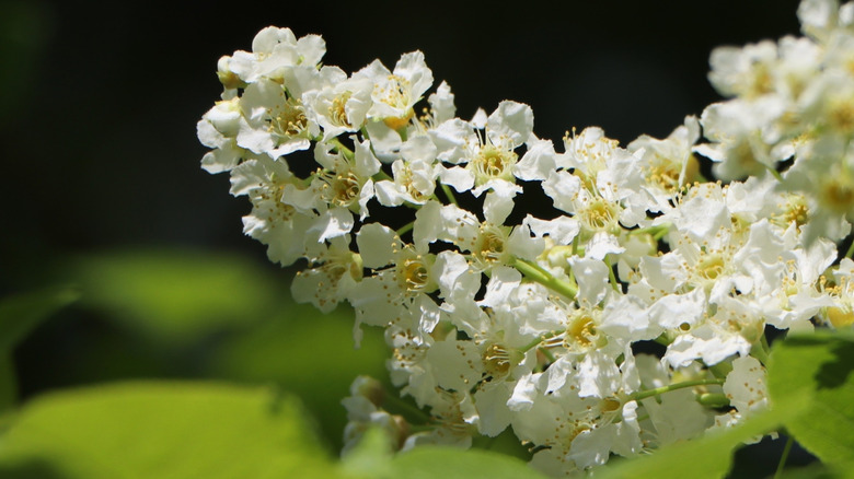 A close up on Mayday tree flowers.