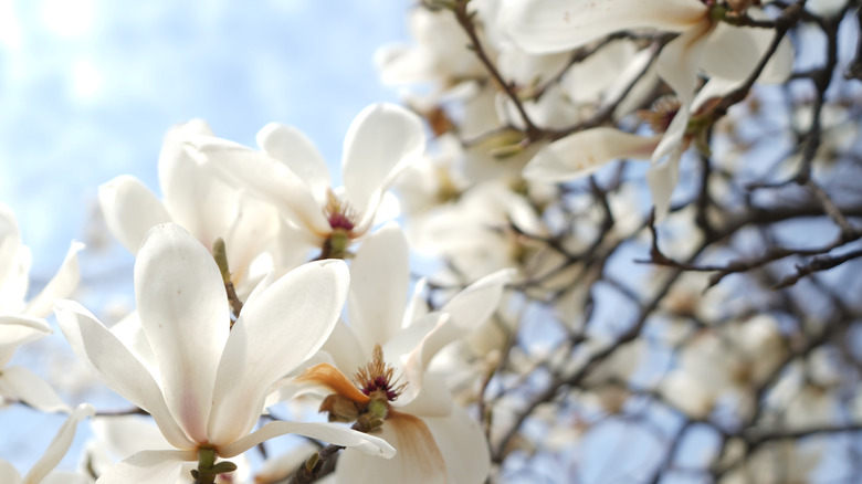 A close-up on white magnolia flowers