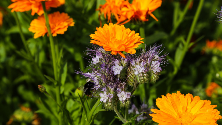 Yellowish-orange calendula mix with purple flowers