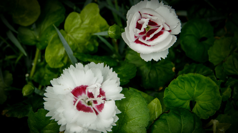 Two white and red dianthus flowers surrounded by green leaves.