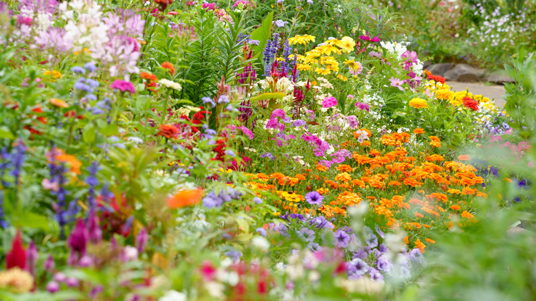 A flower garden with a mix of flowers in different colors.