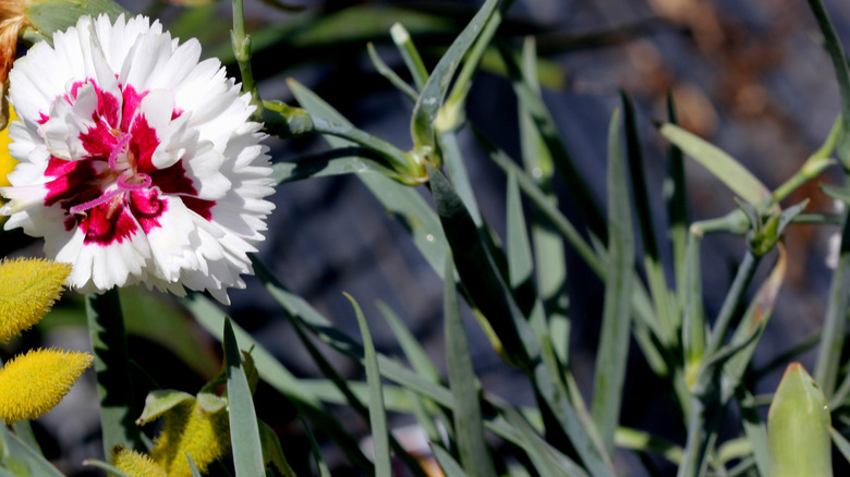 A close-up image of a white dianthus flower with a red center.