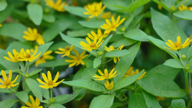 closeup of Melampodium divaricatum