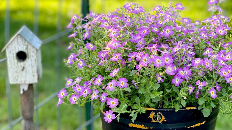 the flowers of Safari Sky South African Phlox
