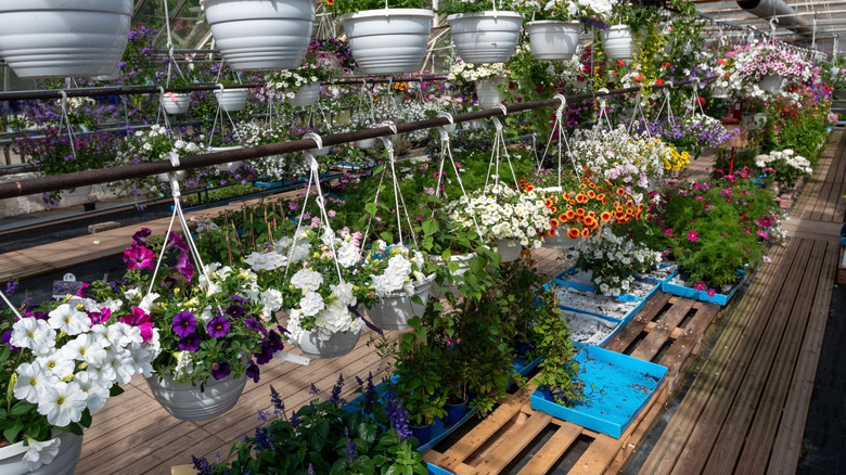 Brightly colored flowers in hanging baskets on a sunny day at the nursery.