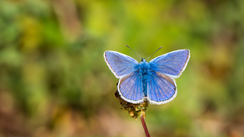 close up of a blue butterfly