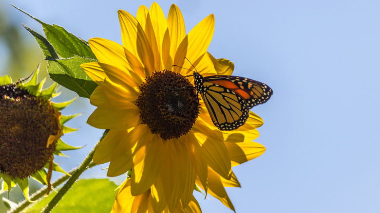Monarch butterfly on a sunflower
