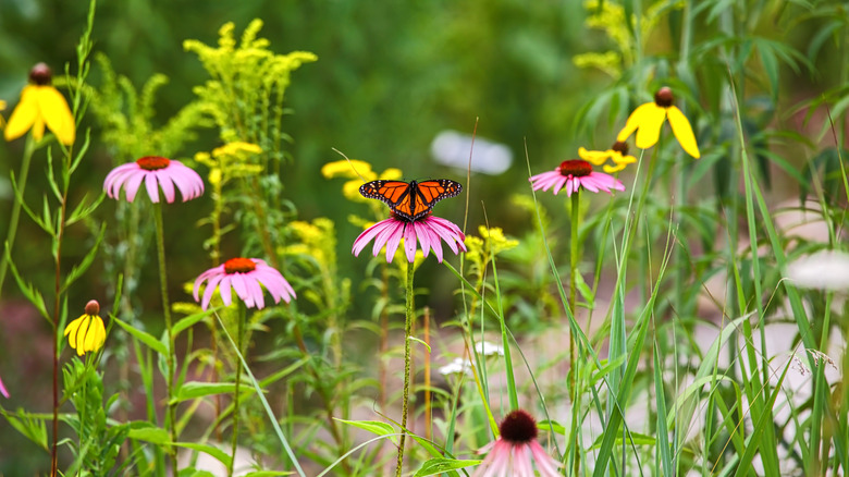 A monarch butterfly is sitting on a pink coneflower