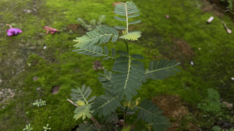 A partridge pea plant growing in a garden