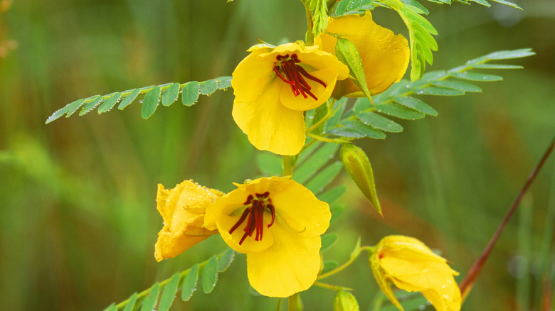 Vibrant yellow flowers of partridge pea in bloom