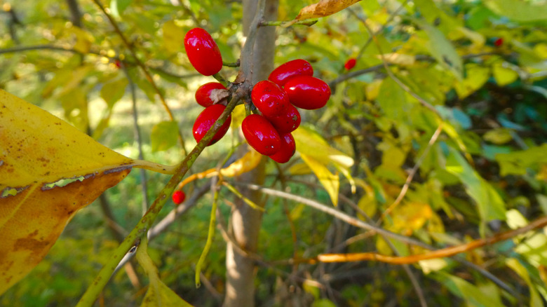 Red berries appear in a cluster on a spicebush shrub with yellowing leaves in fall.