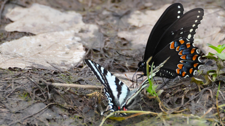 A spicebush swallowtail interacts with another butterfly on a patch of damp ground.