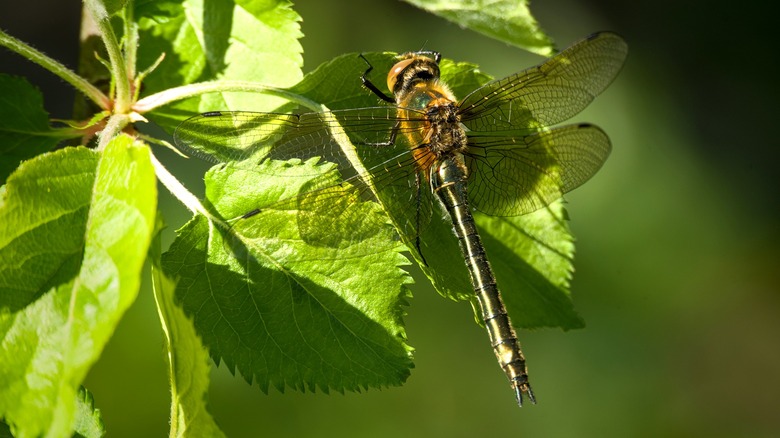 An orange dragonfly rests on the leaf of a green plant